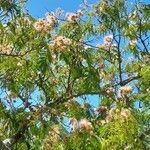 Albizia julibrissin habit picture by Trap Hers (cc-by-sa)