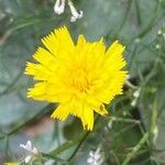 Hieracium tomentosum flower picture by Francois Mansour (cc-by-sa)