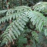 Cyathea arborea habit picture by Daniel Barthelemy (cc-by-sa)