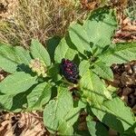 Phytolacca acinosa habit picture by Sabina Hartmann (cc-by-sa)