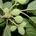 Guettarda macrosperma fruit picture by Nelson Zamora Villalobos (cc-by-nc)