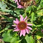 Echinacea purpurea habit picture by agathaha (cc-by-sa)