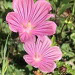 Malope malacoides flower picture by Fabrizio Foschi (cc-by-sa)