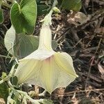 Ipomoea spathulata flower picture by susan brown (cc-by-sa)