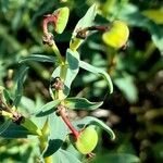 Euphorbia portulacoides fruit picture by Trap Hers (cc-by-sa)