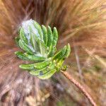 Diplostephium eriophorum leaf picture by Fabien Anthelme (cc-by-sa)