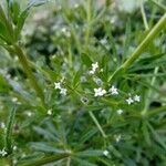 Galium uliginosum leaf picture by Alfonso Muro (cc-by-sa)