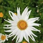 Leucanthemum maximum flower picture by Fabien Sibenaler (cc-by-sa)