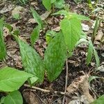 Erythronium americanum leaf picture by pavonis giron (cc-by-sa)