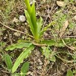 Orchis italica leaf picture by Ravi romarin (cc-by-sa)