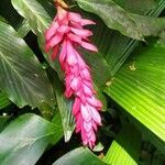 Alpinia purpurata flower picture by Detalles y Diseños naturales Vivos (cc-by-sa)