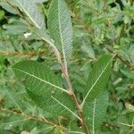 Salix appendiculata leaf picture by Pietro Brignoli (cc-by-sa)