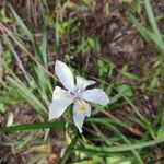 Dietes iridioides flower picture by Augustin Soulard (cc-by-sa)