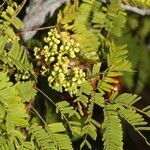 Libidibia coriaria habit picture by Nelson Zamora Villalobos (cc-by-nc)