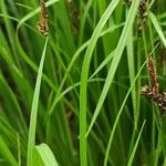 Carex montana leaf picture by Dieter Albrecht (cc-by-sa)