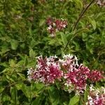 Syringa pubescens flower picture by Rudo Walinga (cc-by-sa)