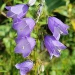 Campanula witasekiana flower picture by Jani Zadrgal (cc-by-sa)