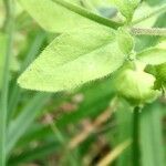 Silene baccifera leaf picture by christophe gorla (cc-by-sa)