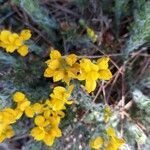 Genista germanica flower picture by samuel jean (cc-by-sa)