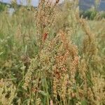 Rumex thyrsoides fruit picture by HV Gsus (cc-by-sa)