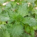 Urtica urens leaf picture by Caroline Tagliati (cc-by-sa)