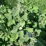 Althaea officinalis habit picture by Martine CHOCHOI (cc-by-sa)