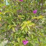 Bougainvillea glabra leaf picture by Diogo Copello (cc-by-sa)