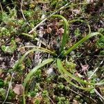 Muscari neglectum habit picture by Jordan Galli (cc-by-sa)