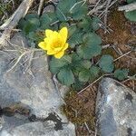 Anemone palmata habit picture by Llandrich anna (cc-by-sa)