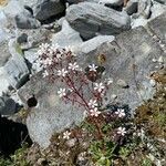 Saxifraga cotyledon flower picture by andrey (cc-by-sa)