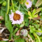 Erigeron glabratus flower picture by Llandrich anna (cc-by-sa)