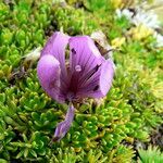 Gentianella cerastioides flower picture by Fabien Anthelme (cc-by-sa)