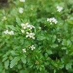 Cardamine amara flower picture by Kabilan Nadarajah (cc-by-sa)