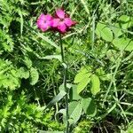 Dianthus giganteus d'urv. leaf picture by Stefana Popova (cc-by-sa)