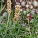 Plantago alpina flower picture by Denis Bastianelli (cc-by-sa)