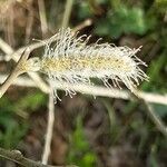 Salix atrocinerea fruit picture by G T (cc-by-sa)