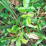 Desmodium tortuosum leaf picture by Justo Fernanda (cc-by-sa)