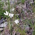 Anthericum liliago flower picture by Bzzz Wa (cc-by-sa)