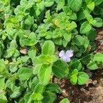 Barleria ventricosa leaf picture by susan brown (cc-by-sa)