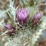 Carduus carlinoides flower picture by Francois Mansour (cc-by-sa)