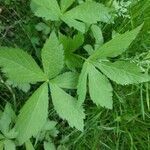 Sanicula canadensis leaf picture by Lorri Yurick (cc-by-sa)