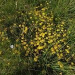 Coronilla valentina habit picture by jeannot (cc-by-sa)