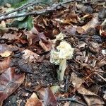 Monotropa hypopitys leaf picture by Vivifrappant K (cc-by-sa)