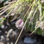 Oreochloa disticha flower picture by Claus-Dieter Seidel (cc-by-sa)