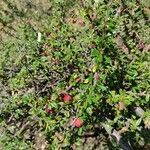 Cotoneaster microphyllus leaf picture by johson galais (cc-by-sa)