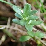 Veronica fruticans habit picture by Yoan MARTIN (cc-by-sa)