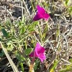 Petunia integrifolia habit picture by Trap Hers (cc-by-sa)