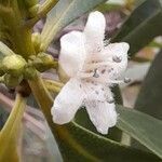 Myoporum laetum flower picture by Trap Hers (cc-by-sa)