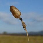 Silene nicaeensis fruit picture by Llandrich anna (cc-by-sa)