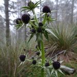 Eryngium deppeanum flower picture by Fabien Anthelme (cc-by-sa)